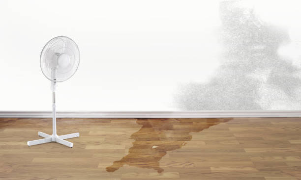 Best Carpet water damage restoration  in West Lealman, FL