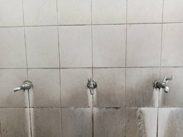 Best Mold removal after water damage  in West Lealman, FL